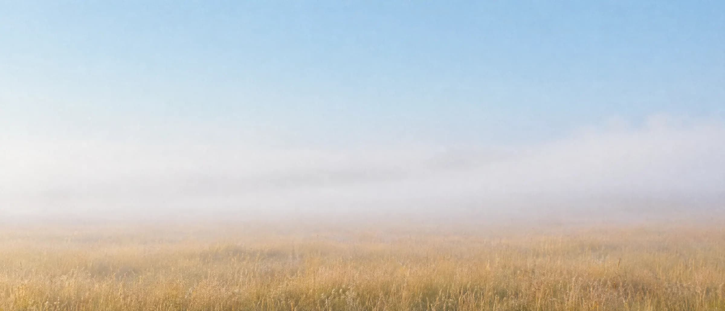 Morning mist drifting low across a golden field